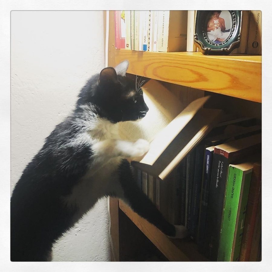 Un gatto bianco e nero sfoglia un libro su una mensola della libreria